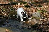 BOULEDOGUE FRANCAIS 1104